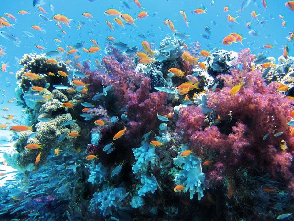 Korall, Nagy-korallzátony